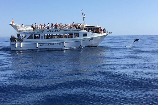 2-Hour Dolphin and Whale Watching in Gran Canaria - Inclusions