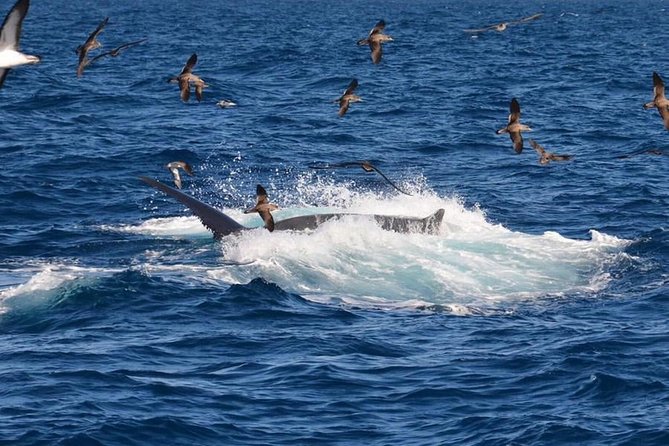 2-Hour Dolphin and Whale Watching in Gran Canaria - Additional Information