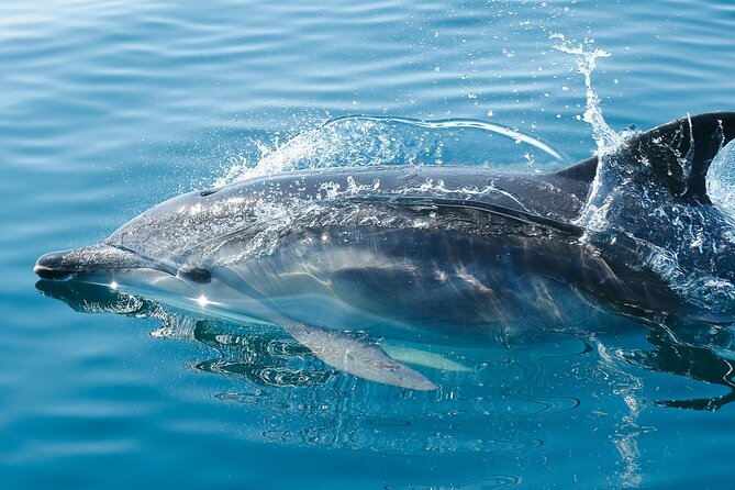 2-Hour Dolphin Guided Safari NP Brijuni From Fazana - What To Bring