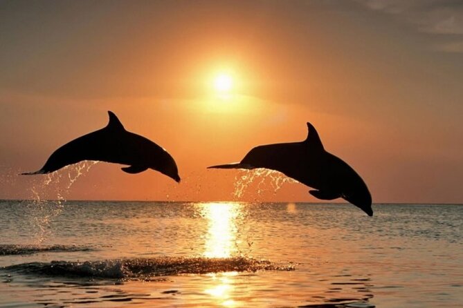 2-Hour Dolphin Guided Safari NP Brijuni From Fazana - Additional Information
