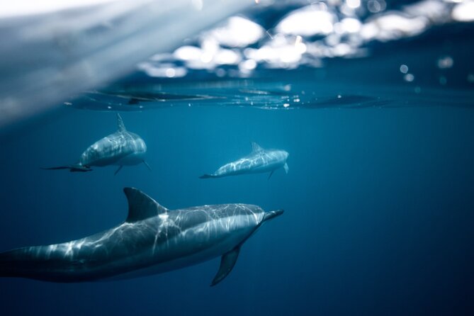 2-Hour Dolphin Guided Safari NP Brijuni From Fazana - Frequently Asked Questions