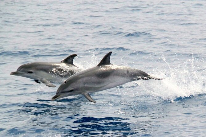 2-Hour Dolphin Watching Experience in Fuerteventura - What To Expect