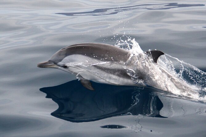 2-Hour Dolphin Watching Experience in Fuerteventura - Cancellation Policy