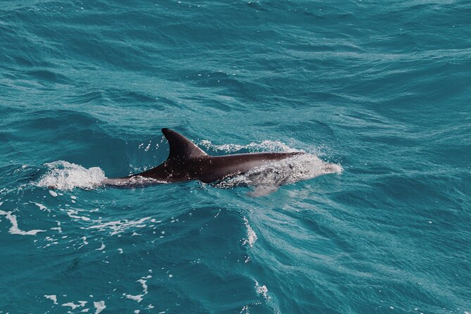 2 Hour Dolphin Watching Experience in Muscat - Additional Information