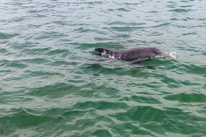 2-Hour Dolphin Watching Tour in Florida - Cancellation Policy