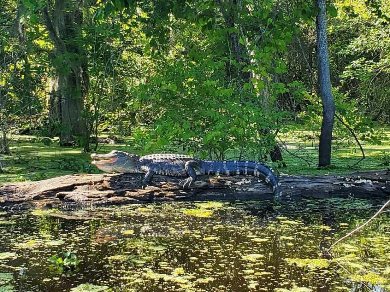 2-hour Eco-Swamp Tour - A Closer Look at the Tour Experience
