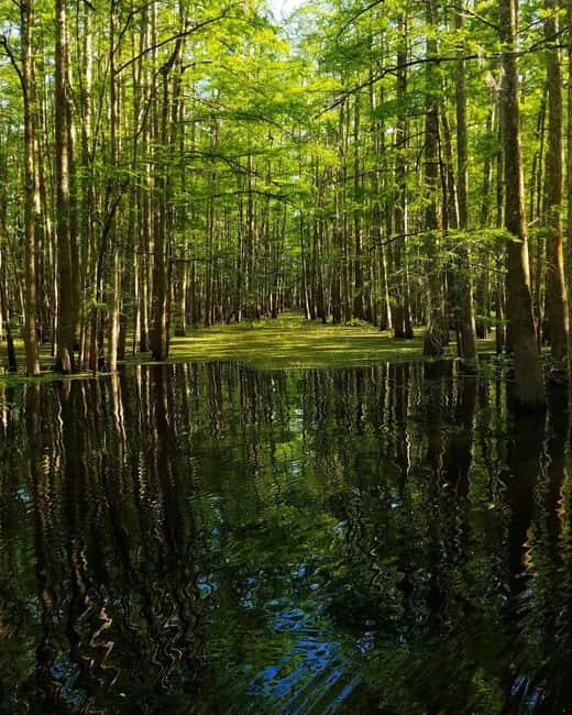2-hour Eco-Swamp Tour - Who Will Love This Tour?