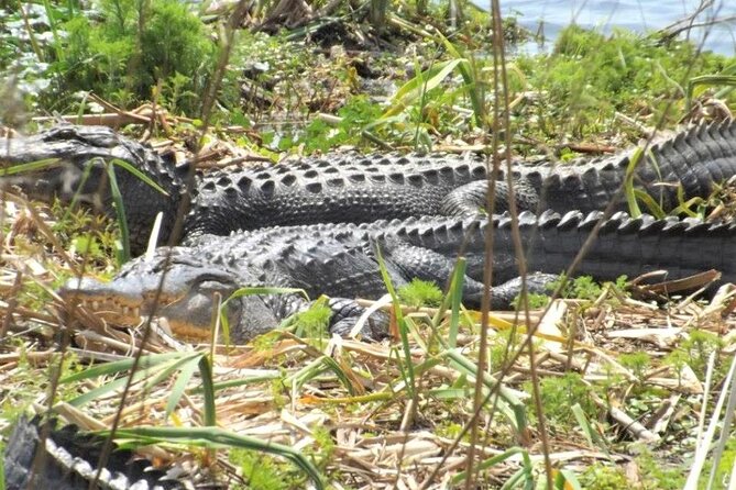 2-Hour Guided Segway Tour of Huntington Beach State Park in Myrtle Beach - Tour Overview and Highlights
