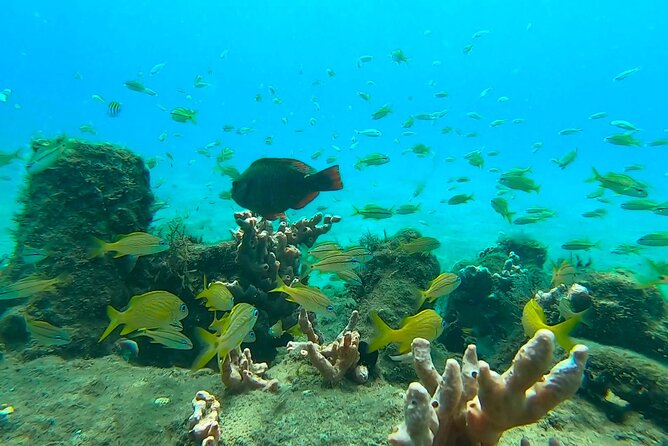 2-Hour Guided Snorkel Tour of Phil Foster Park, Blue Heron Bridge - Tour Confirmation and Accessibility