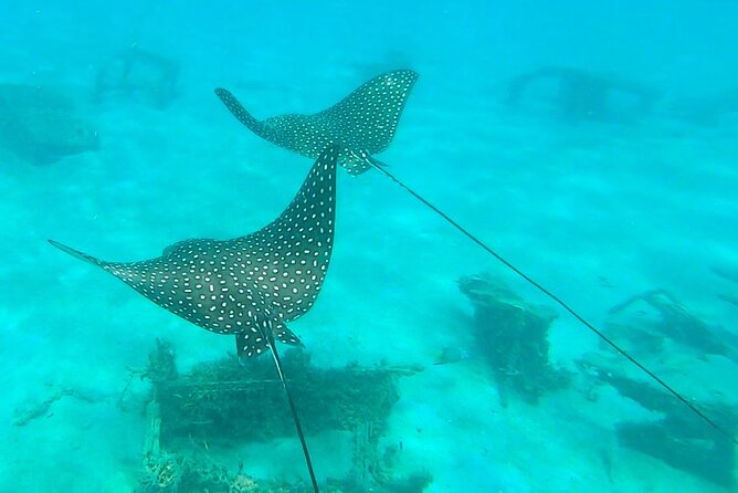 2-Hour Guided Snorkel Tour of Phil Foster Park, Blue Heron Bridge - Customer Reviews