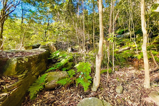 2-Hour Guided Walking Tour in Sydney Harbour National Park - Directions to the Meeting Point