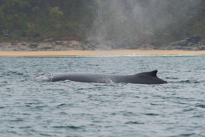 2-Hour Guided Whale Watching Tour at Noosa - Inclusions