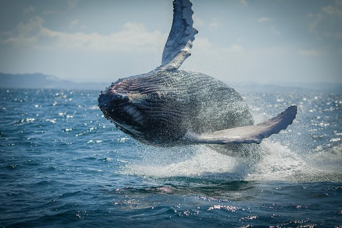 2-Hour Guided Whale Watching Tour at Noosa - Meeting and Pickup
