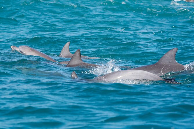 2-Hour Guided Whale Watching Tour at Noosa - Traveler Photos and Reviews