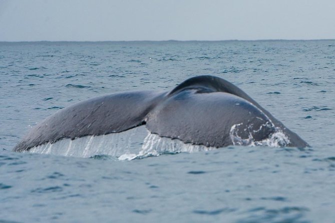 2-Hour Guided Whale Watching Tour at Noosa - Directions