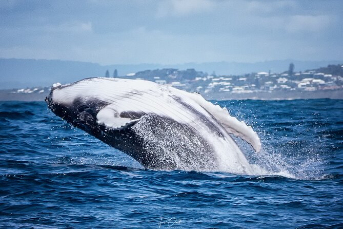 2-Hour Guided Whale Watching Tour at Noosa - The Sum Up
