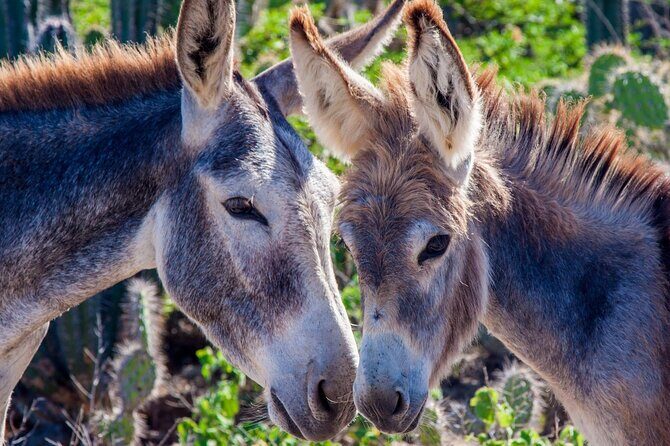 2 hour Individual Guided South Island Tour for Singles/Couples - What to Expect from Your Bonaire Private Tour