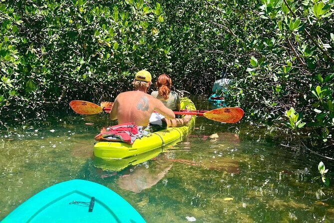 2 Hour Key West Kayak Rental  Discover Mangroves & Wildlife! - What to Expect During Your Kayaking Trip