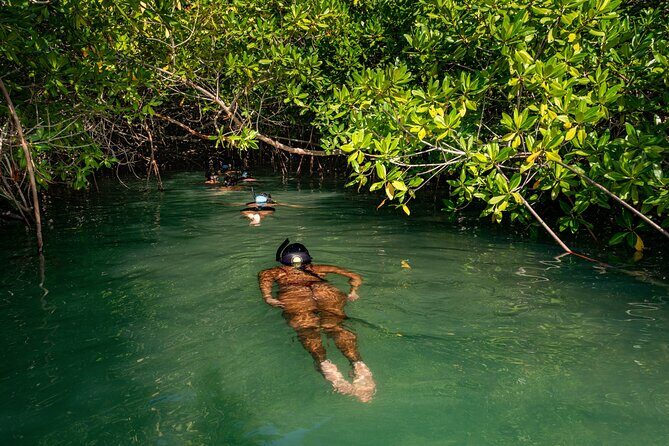 2 Hour Mangrove Kayak and Snorkel Tour - Practical Tips for Your Tour