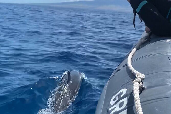 2 Hour Maui Dolphin Watch Sightsee Raft Tour (Semi-Private) - Good To Know