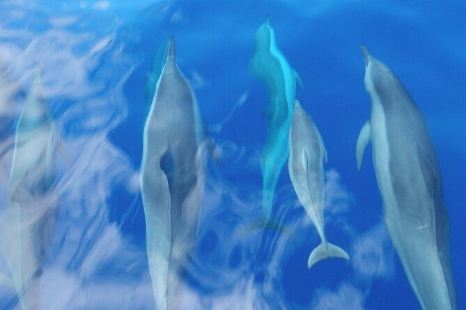 2 Hour Maui Dolphin Watch Sightsee Raft Tour (Semi-Private) - The Price and Value