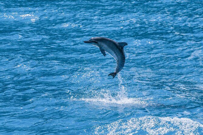 2 Hour Maui Dolphin Watch Sightsee Raft Tour (Semi-Private) - Final thoughts