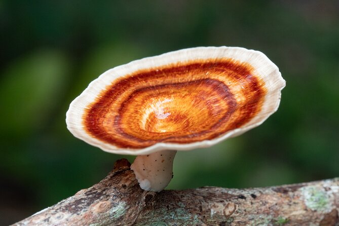 2-Hour Mushroom Photography Activity in Cairns Botanic Gardens - The Sum Up