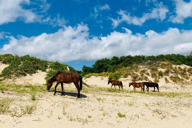 2-hour Outer Banks Wild Horse Tour by 4WD Truck - Tour Overview and Highlights
