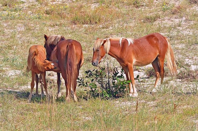 2-hour Outer Banks Wild Horse Tour by 4WD Truck - Tour Itinerary and Route