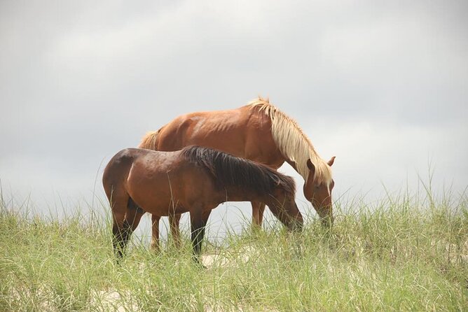2-hour Outer Banks Wild Horse Tour by 4WD Truck - Photo Opportunities and Points of Interest