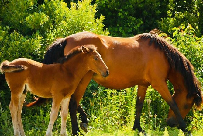 2-hour Outer Banks Wild Horse Tour by 4WD Truck - Cancellation Policy and Refund Information