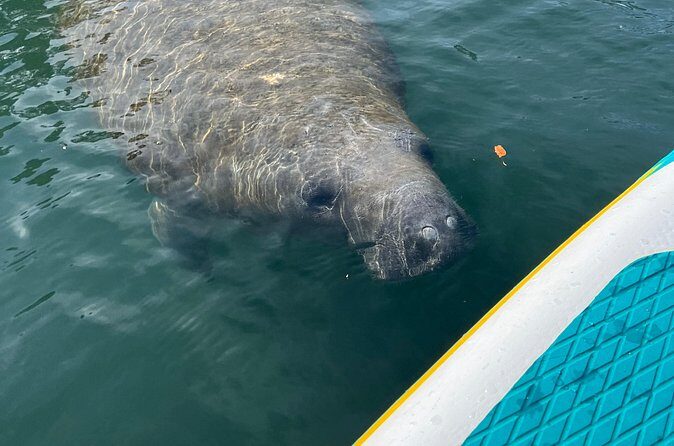 2 Hour Paddle Board Rental - FAQ