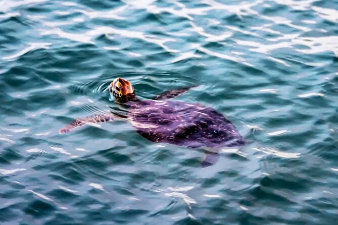 2-Hour Pedal Kayak Tour in Canaveral National Shore - Tour Duration
