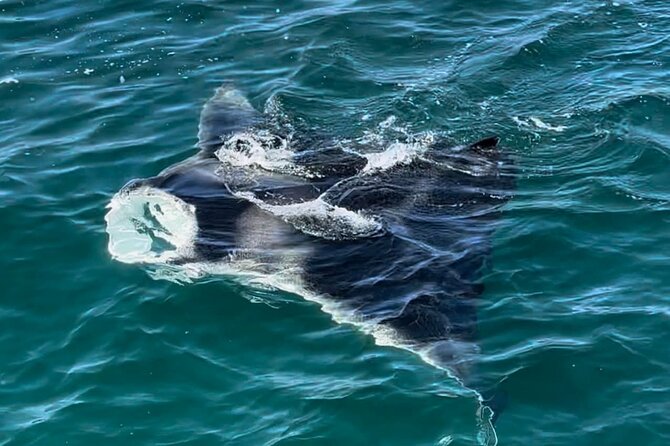 2 Hour Private Dolphin Sightseeing Tour in Panama City Beach - Traveler Reviews
