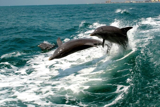 2 Hour Private Dolphin Sightseeing Tour in Panama City Beach - The Sum Up