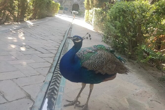 2-hour Private Tour in Alcázar of Seville - The Sum Up