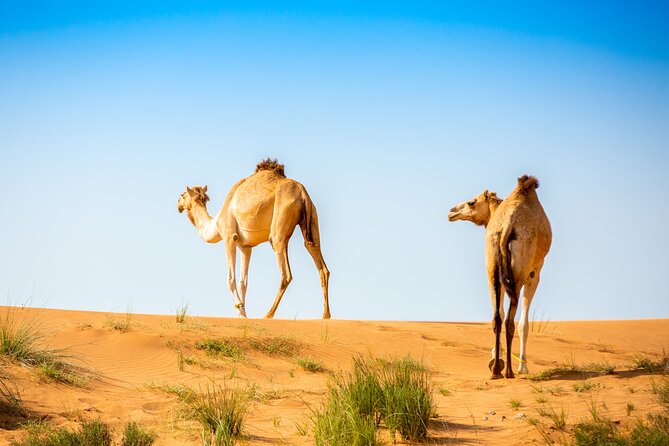 2-Hour Quad Biking Guided Tour in the Desert of Ras Al Khaimah - Reviews