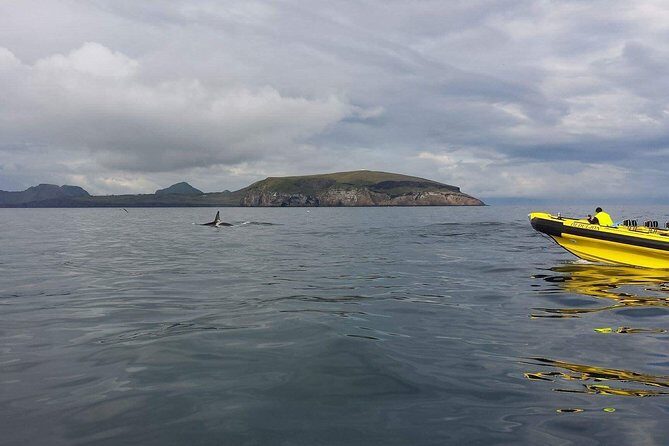 2 hour Round Trip in Vestmannaeyjar on a RIB Boat - FAQs