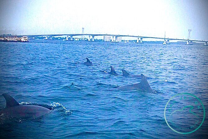 2 Hour Shell Island Jet Ski Dolphin Tour - An In-Depth Look at the Tour Experience