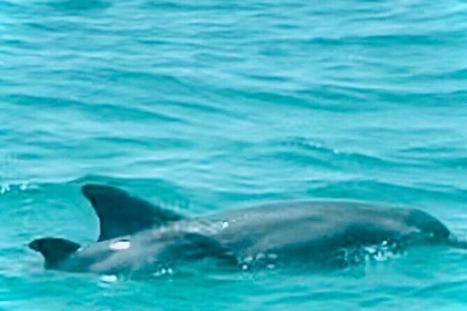 2 Hour Shell Island Jet Ski Dolphin Tour - The Sum Up: Is This Tour Right for You?