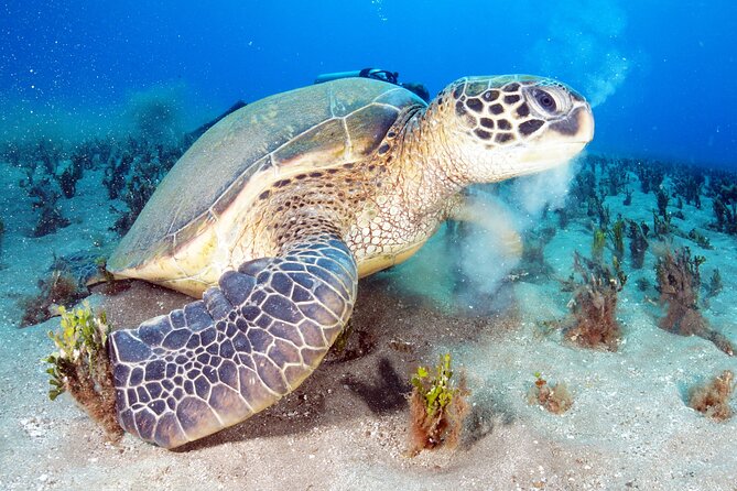 2-Hour Snorkeling Adventure in Kauai - Additional Information