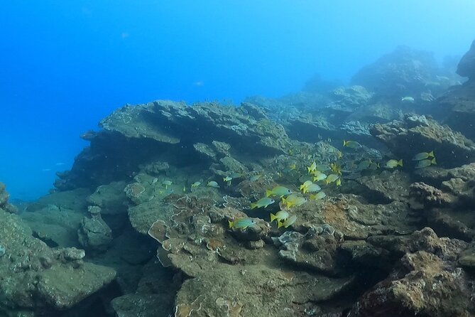 2-Hour Snorkeling Adventure in Kauai - Pricing and Contact Information
