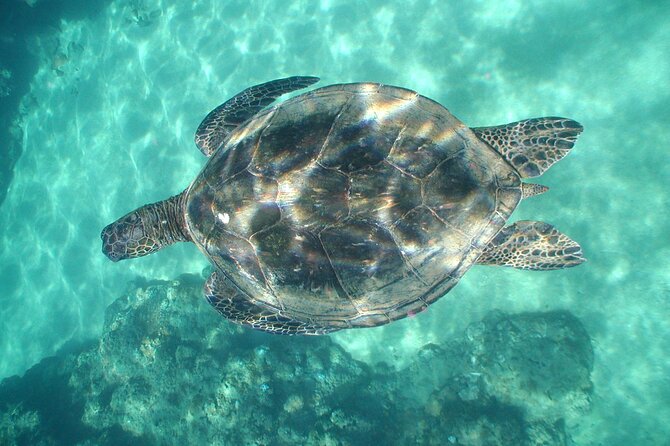 2-Hour Snorkeling Adventure in Kauai - Common Questions