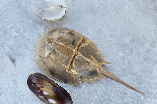 2 Hour Snorkeling and Dolphin Tour - Authentic Experiences and Insights from Past Guests