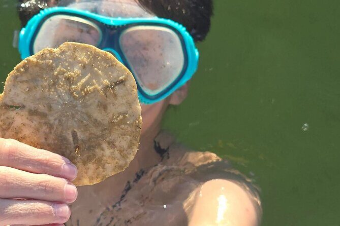 2 Hour Snorkeling and Dolphin Tour - Who should consider this tour?