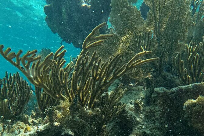 2 hour snorkeling in Arrecife de Puerto Morelos - Good To Know
