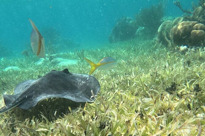 2 hour snorkeling in Arrecife de Puerto Morelos - A Closer Look at the Snorkeling Experience