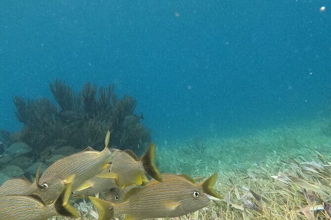 2 hour snorkeling in Arrecife de Puerto Morelos - Who Will Love This Tour?