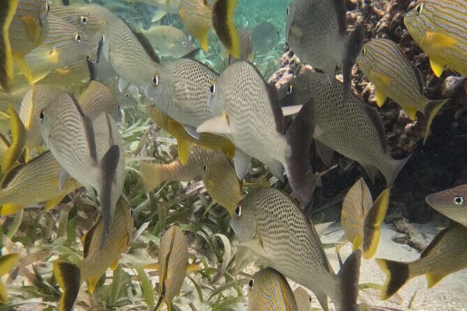 2 hour snorkeling in Arrecife de Puerto Morelos - Final Thoughts