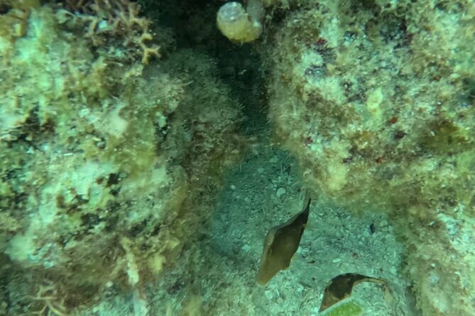 2 hour snorkeling in Arrecife de Puerto Morelos - FAQ